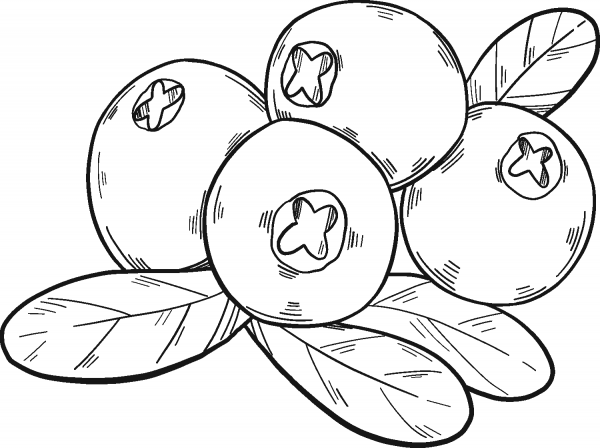 Cranberries coloring page image