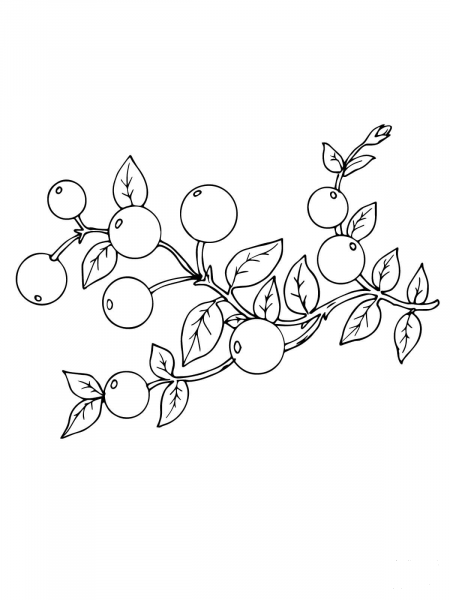 Cranberry coloring page image