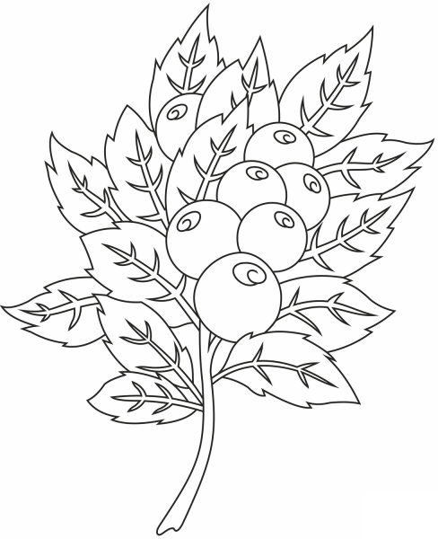 Cranberry coloring page image