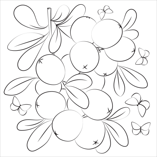 Cranberry coloring page image