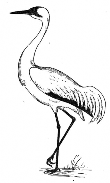 Crane coloring page image