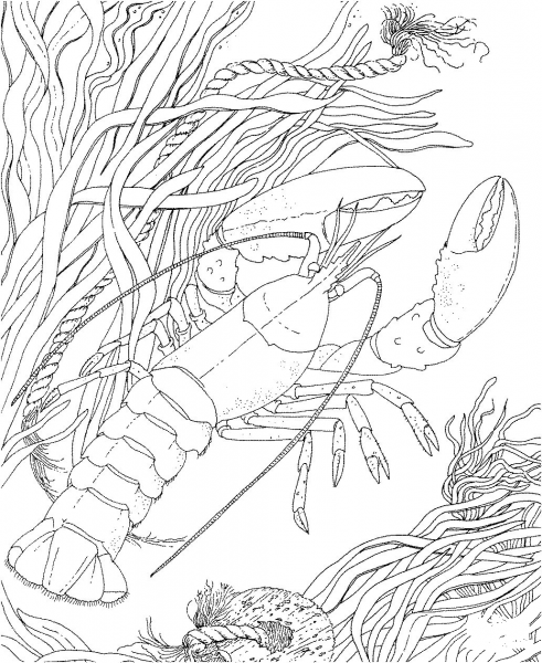 Crawdad Crayfish coloring page image