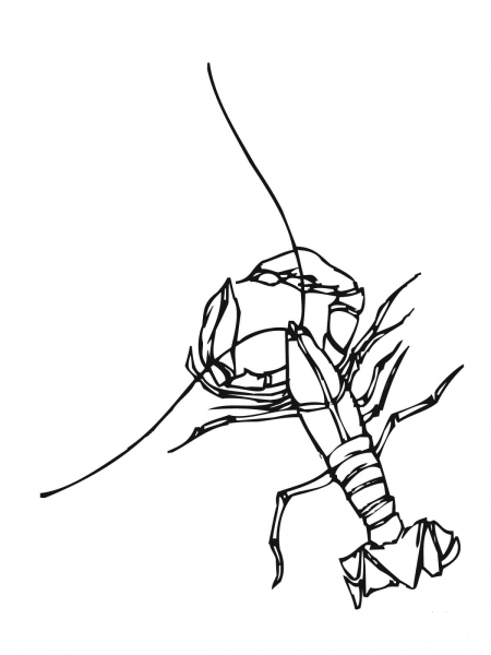 Crawfish Freshwater Crustacean coloring page image