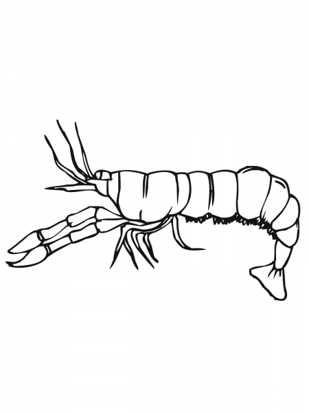 Crawfish Side View coloring page image