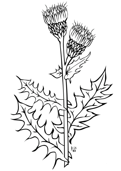 Creeping Thistle coloring page image