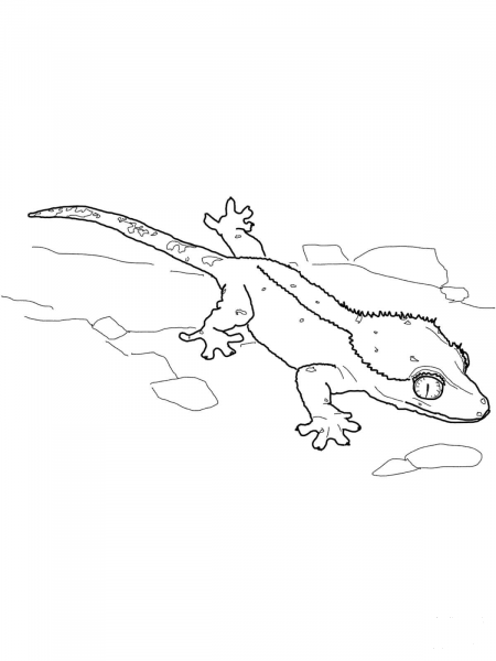 Crested Gecko coloring page image