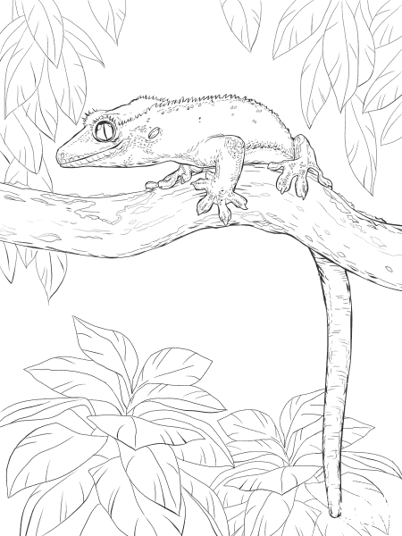 Crested Gecko on A Tree coloring page image