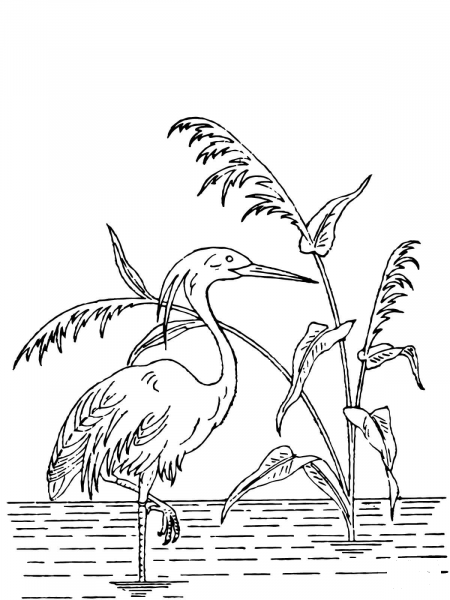 Crested Heron coloring page image