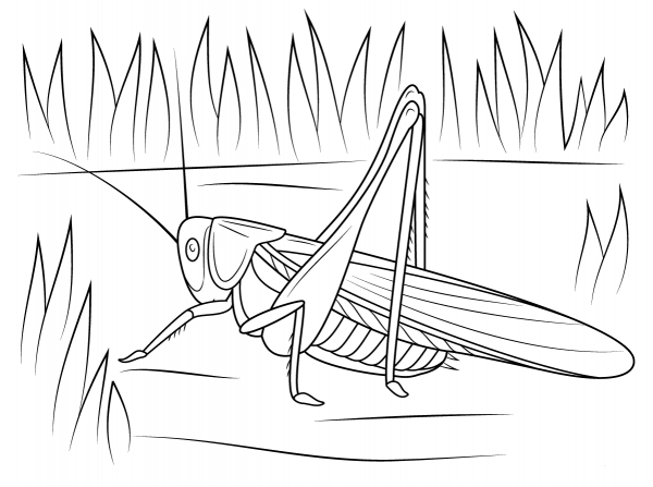 Cricket coloring page image