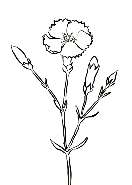Crimson Carnation coloring page image