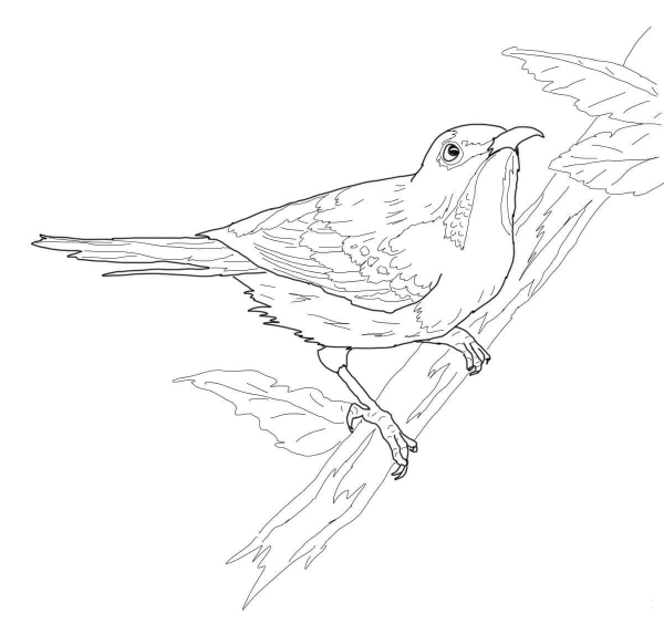 Crimson Sunbird coloring page image