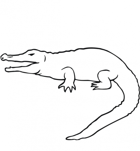 Croc coloring page image