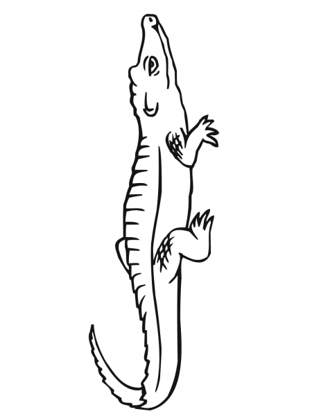 Crocodile coloring page image