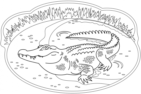 Crocodile coloring page image