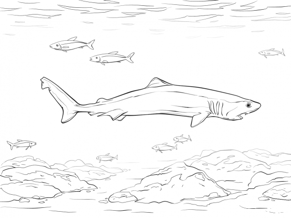 Crocodile Shark coloring page image