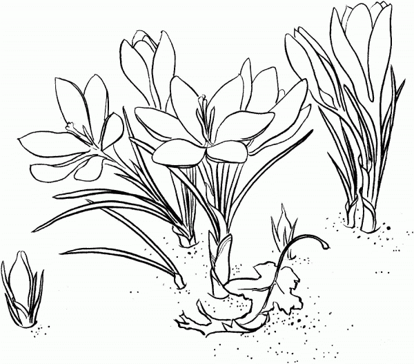 Crocus coloring page image