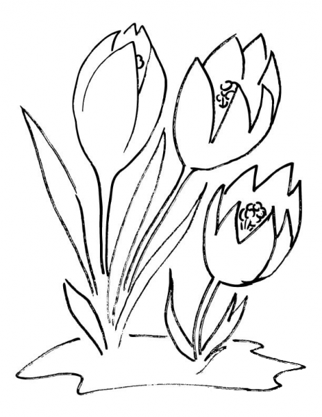 Crocus Flower coloring page image