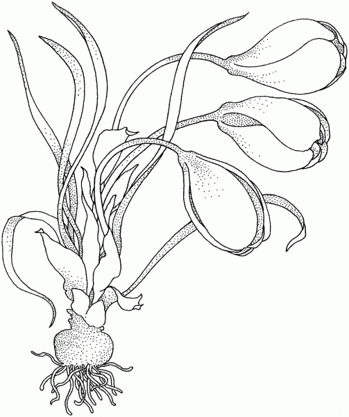 Crocus with bulbs  coloring page image
