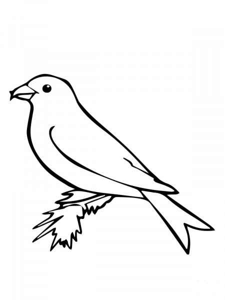 Crossbill Bird coloring page image