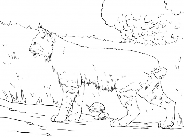 Crouching Bobcat coloring page image