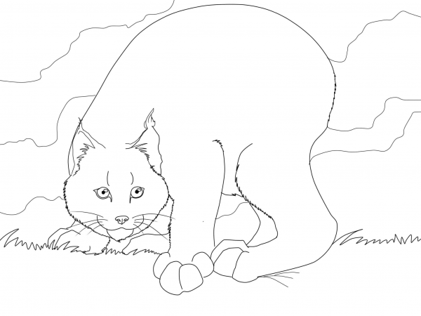 Crouching Canadian Lynx coloring page image