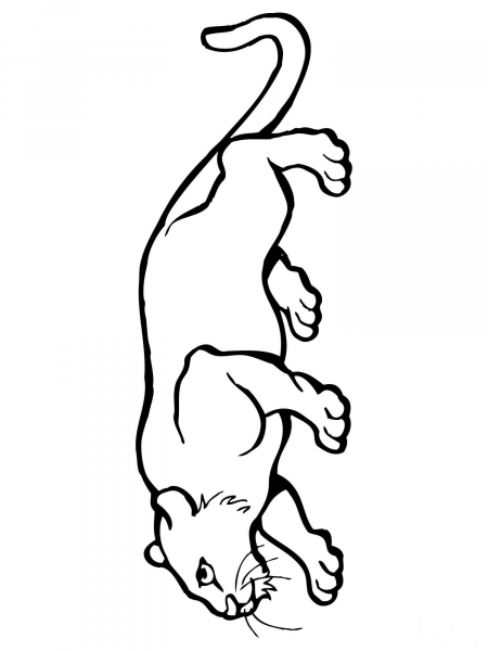 Crouching Cougar coloring page image