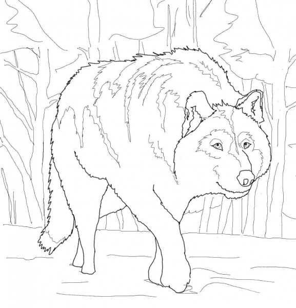 Crouching Gray Wolf coloring page image