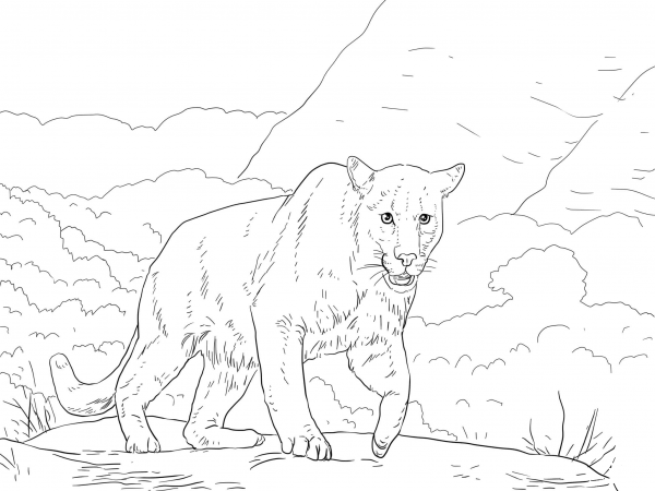 Crouching Puma coloring page image