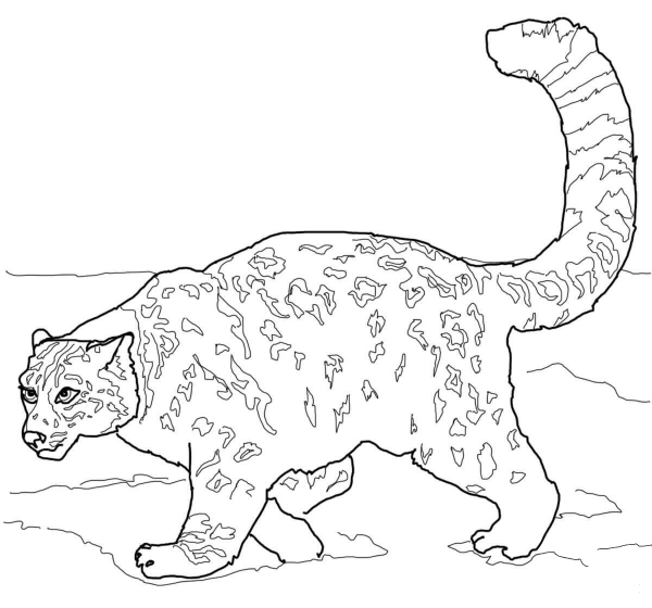 Crouching Snow Leopard coloring page image