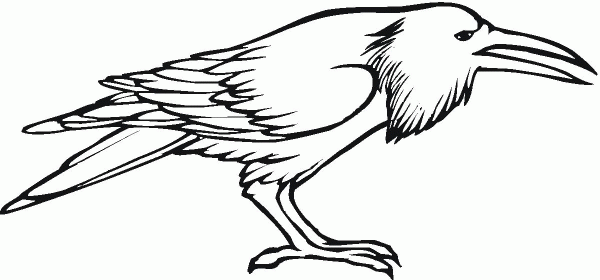 Crow Bird  coloring page image
