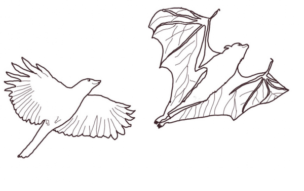 Crow Chasing Flying Fox coloring page image