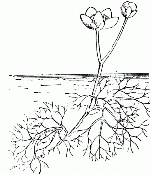 Crowfoot coloring page image