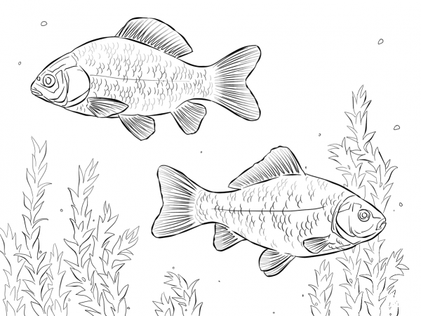 Crucian Carps coloring page image