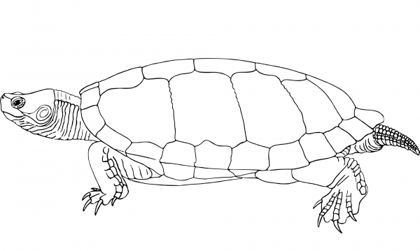 Cuban Slider coloring page image