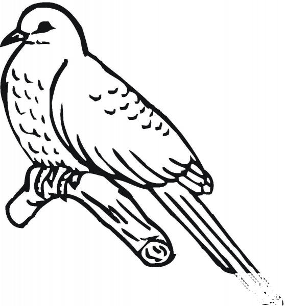 Cuckoo Bird  coloring page image