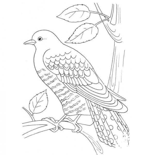 Cuckoo coloring page image