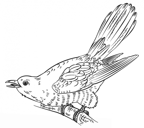 Cuckoo coloring page image