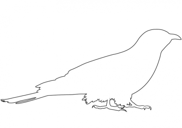 Cuckoo Outline  coloring page image