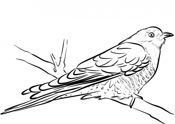 Cuckoo Sitting on the Branch coloring page image