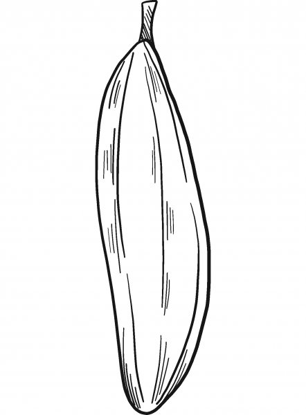 Cucumber coloring page image