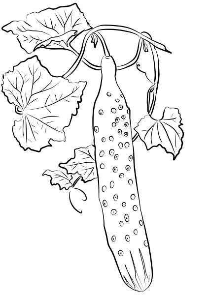 Cucumber coloring page image