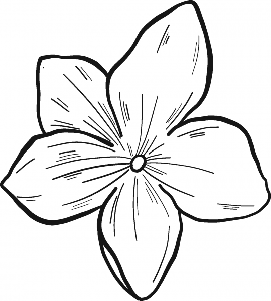 Cucumber Flower coloring page image