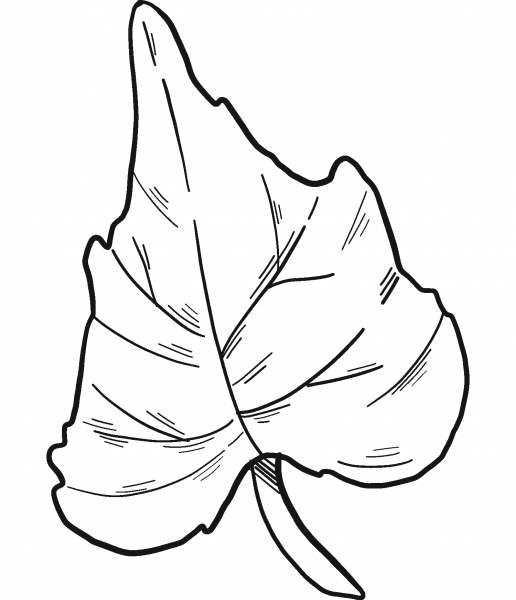 Cucumber Leaf coloring page image