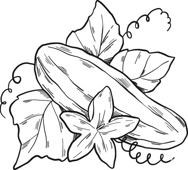Cucumber Plant coloring page image