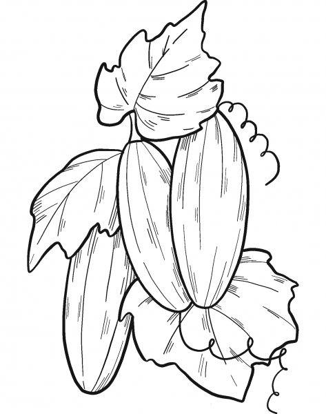 Cucumber Plant coloring page image