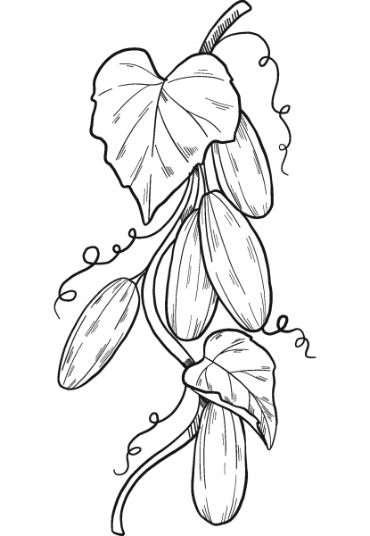 Cucumber Plant coloring page image