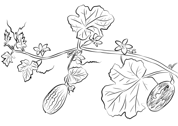 Cucumber Plant coloring page image