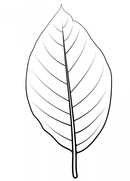 Cucumber Tree Leaf coloring page image