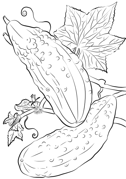 Cucumbers coloring page image