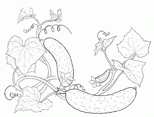 Cucumbers coloring page image